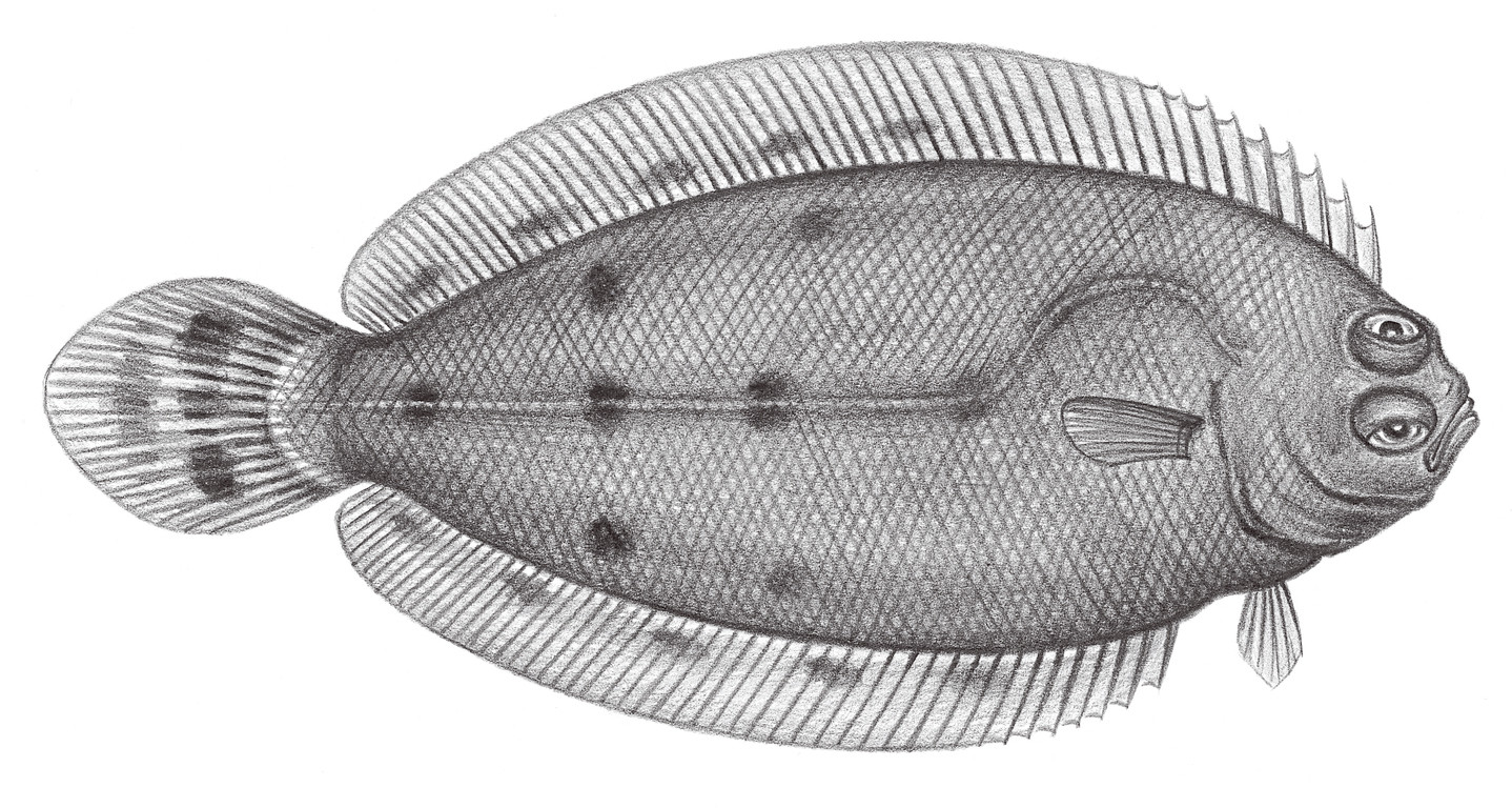 2397.	雙斑瓦鰈 Poecilopsetta plinthus (Jordan & Starks, 1904)