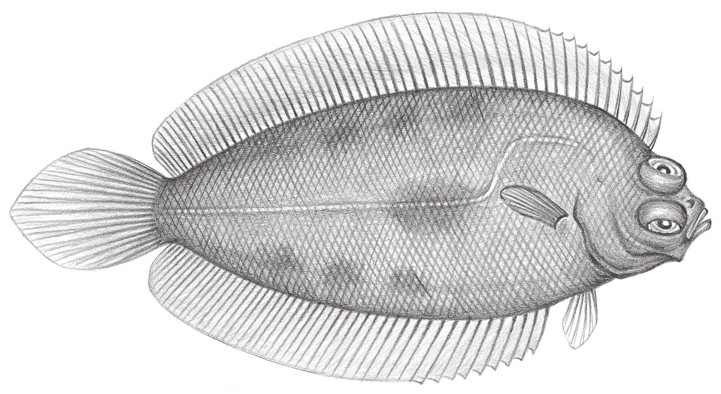 2398.	長吻瓦鰈 Poecilopsetta praelonga Alcock, 1884