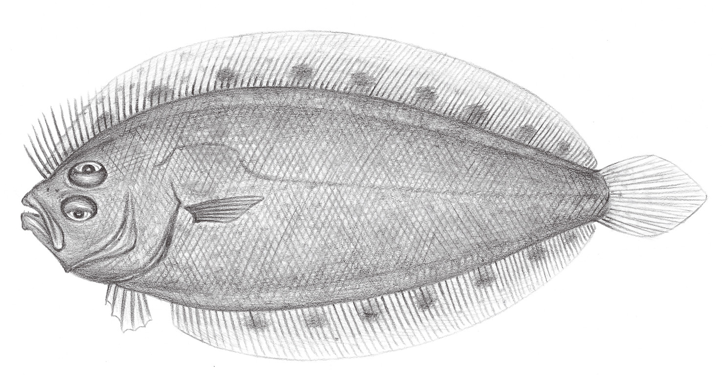 2400.	南洋羊舌鮃 Arnoglossus polyspilus (Günther, 1880)