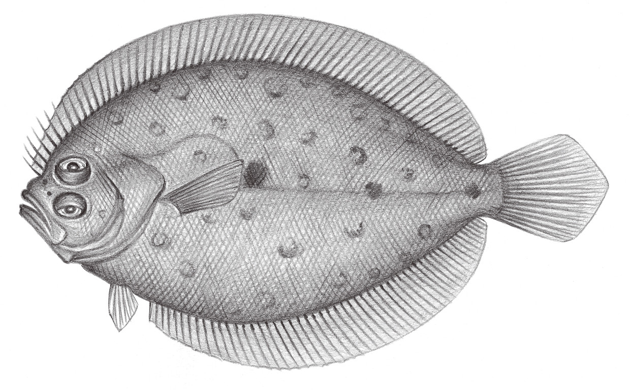 2385.	高體斑鮃 Pseudorhombus elevatus Ogilby, 1912