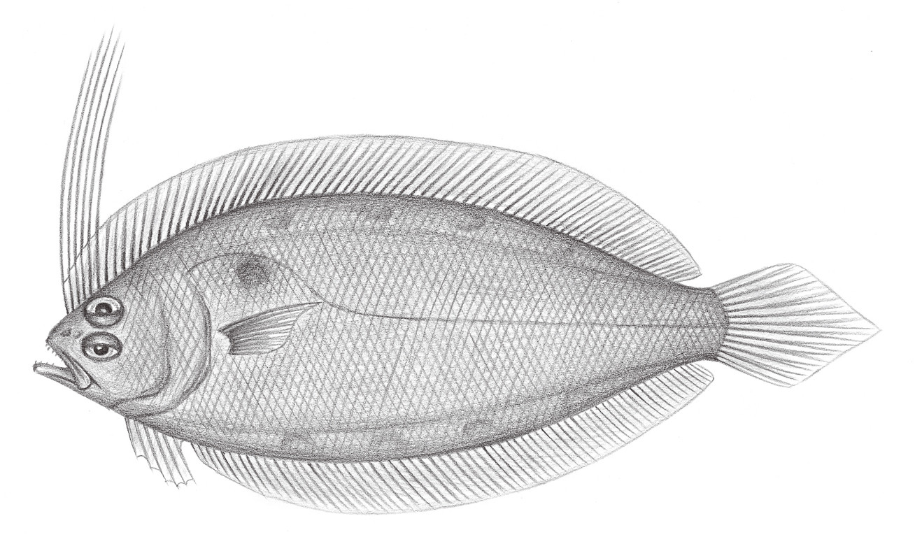 2401.	長鰭羊舌鮃 Arnoglossus tapeinosoma (Bleeker, 1865)