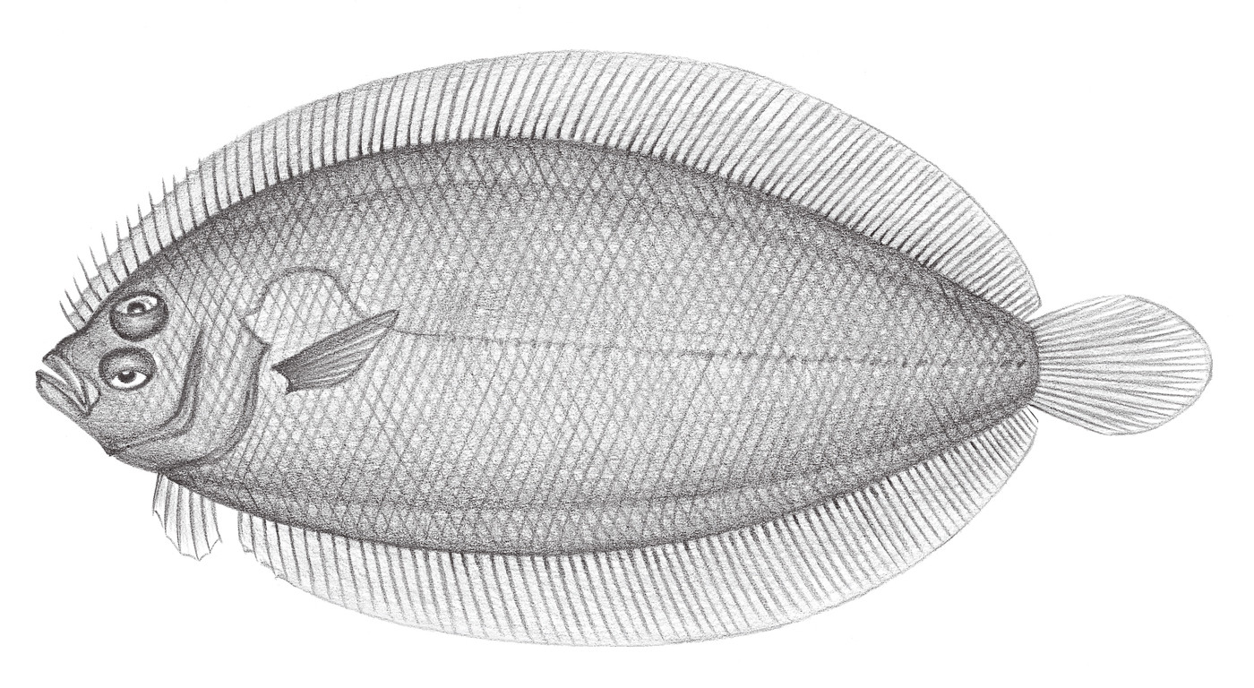 2402.	細羊舌鮃 Arnoglossus tenuis Günther, 1880