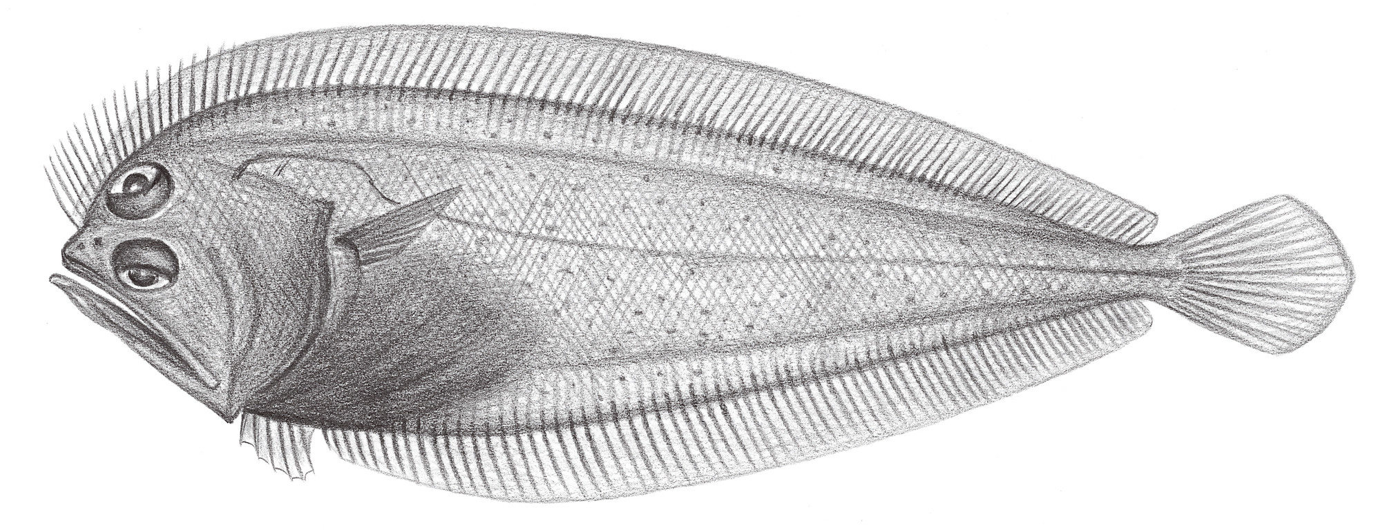 2408.	黑大口鮃（鰜鰈） Chascanopsetta lugubris lugubris Alcock, 1894