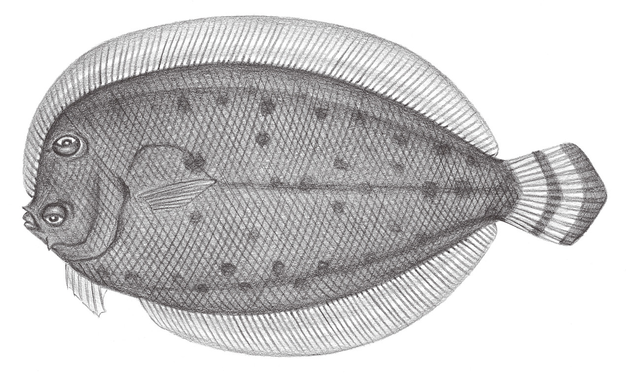 2411.	雙帶纓鮃 Crossorhombus kanekonis (Tanaka, 1918)