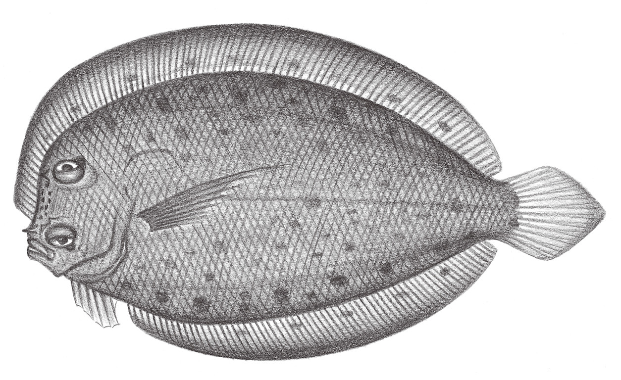 2412.	長臂纓鮃 Crossorhombus kobensis (Jordan & Starks, 1906)