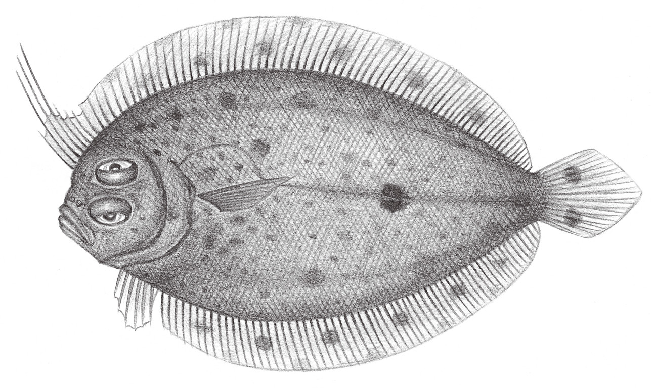 2418.	克氏雙線鮃（扁魚） Grammatobothus krempfi Chabanaud, 1929
