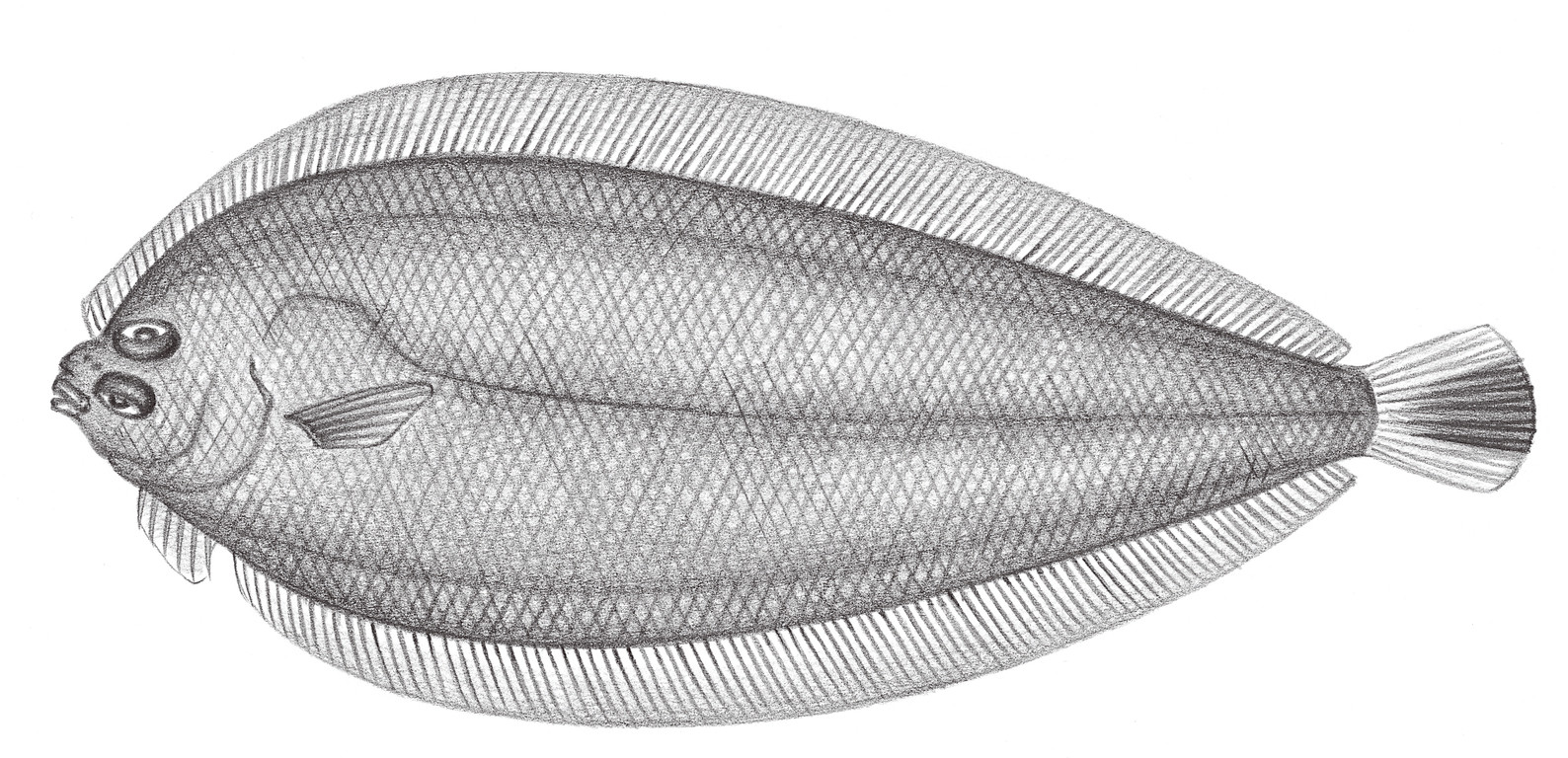 2419.	日本左鮃（槍鮃） Japonolaeops dentatus Amaoka, 1969