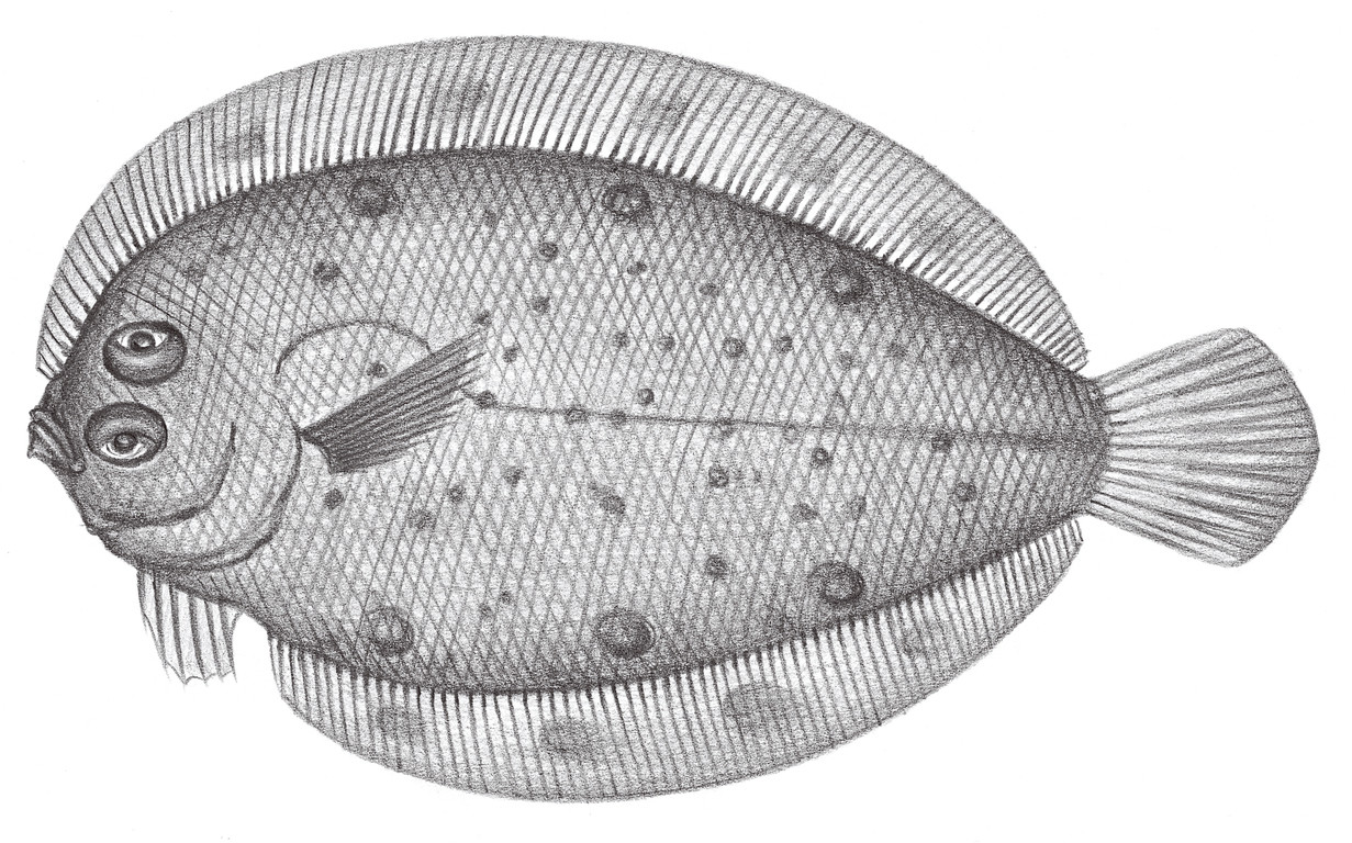 2427.	長鰜鮃 Psettina gigantea Amaoka, 1963