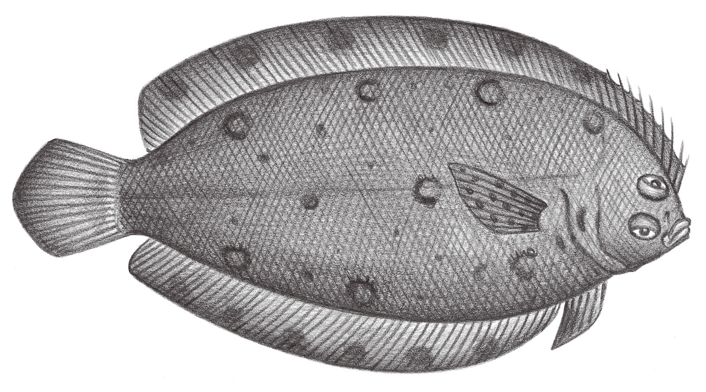 2430.	斜頜鰈 Plagiopsetta glossa Franz, 1910