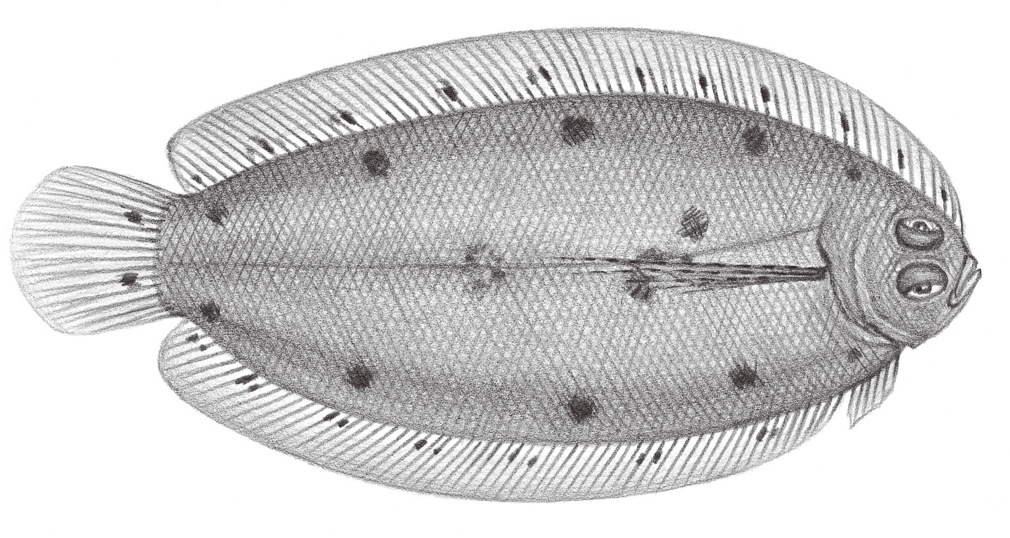 2432.	絲鰭沙鰈 Samariscus filipectoralis Shen, 1982