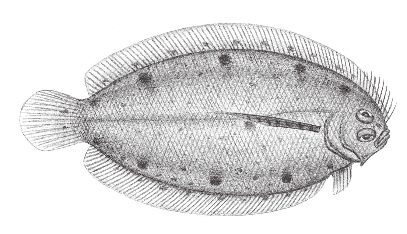 2433.	滿月沙鰈 Samariscus latus Matsubara & Takamuki, 1951