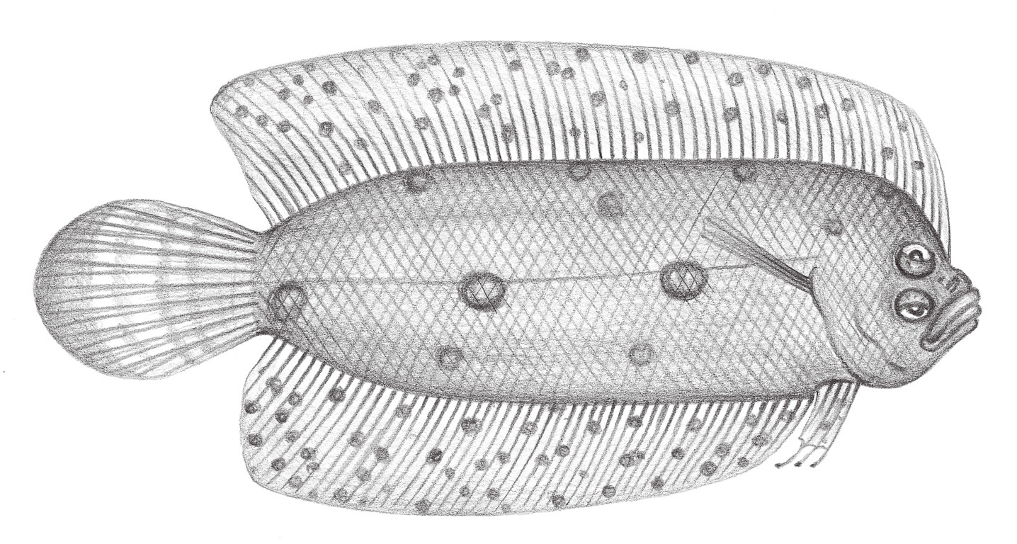 2434.	三斑沙鰈 Samariscus triocellatus Woods, 1966