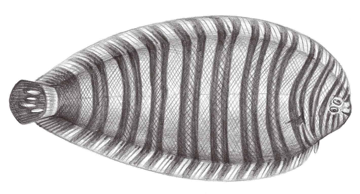 2447.	纓鱗條鰨 Zebrias crossolepis Cheng & Chang, 1965