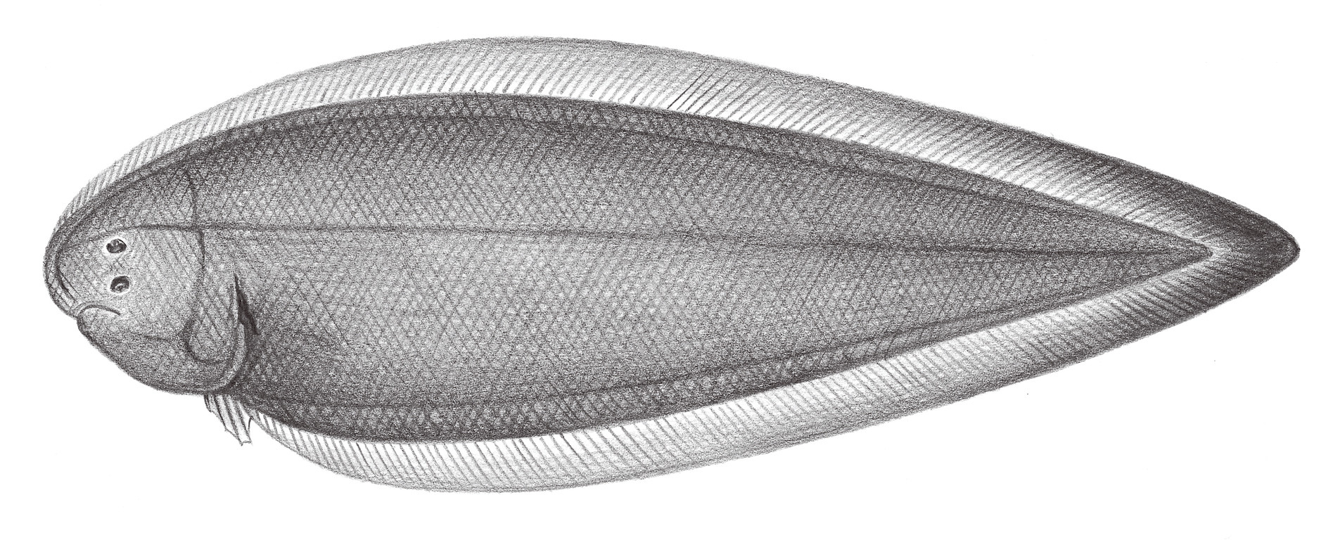 2453.	短舌鰨 Cynoglossus abbreviatus (Gray, 1835)