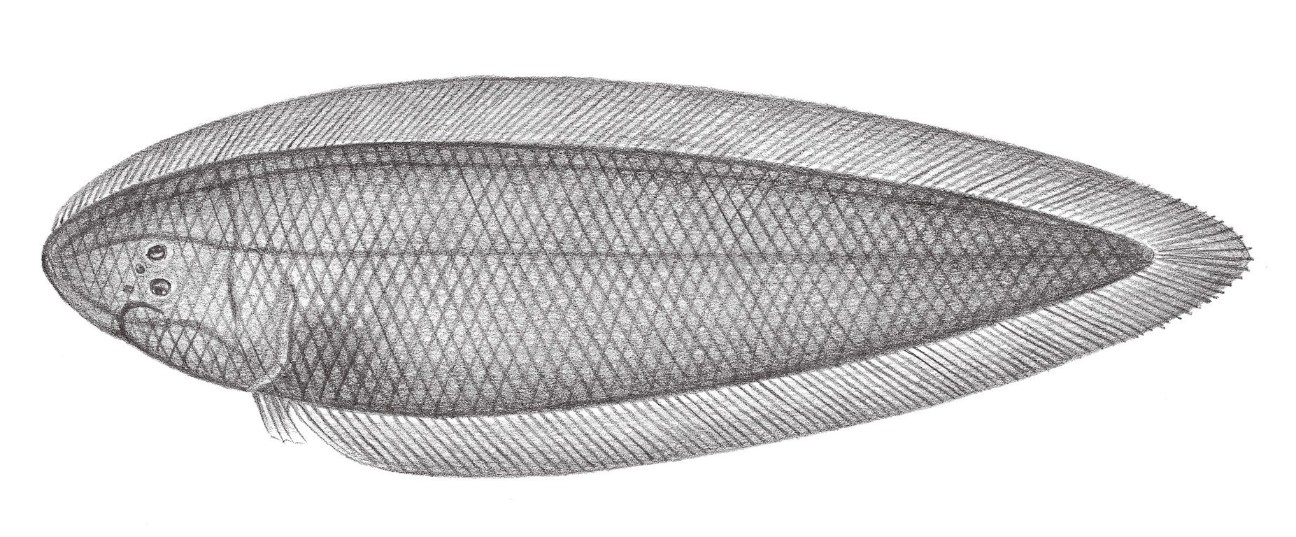 2454.	大鱗舌鰨 Cynoglossus arel (Bloch & Schneider, 1801)