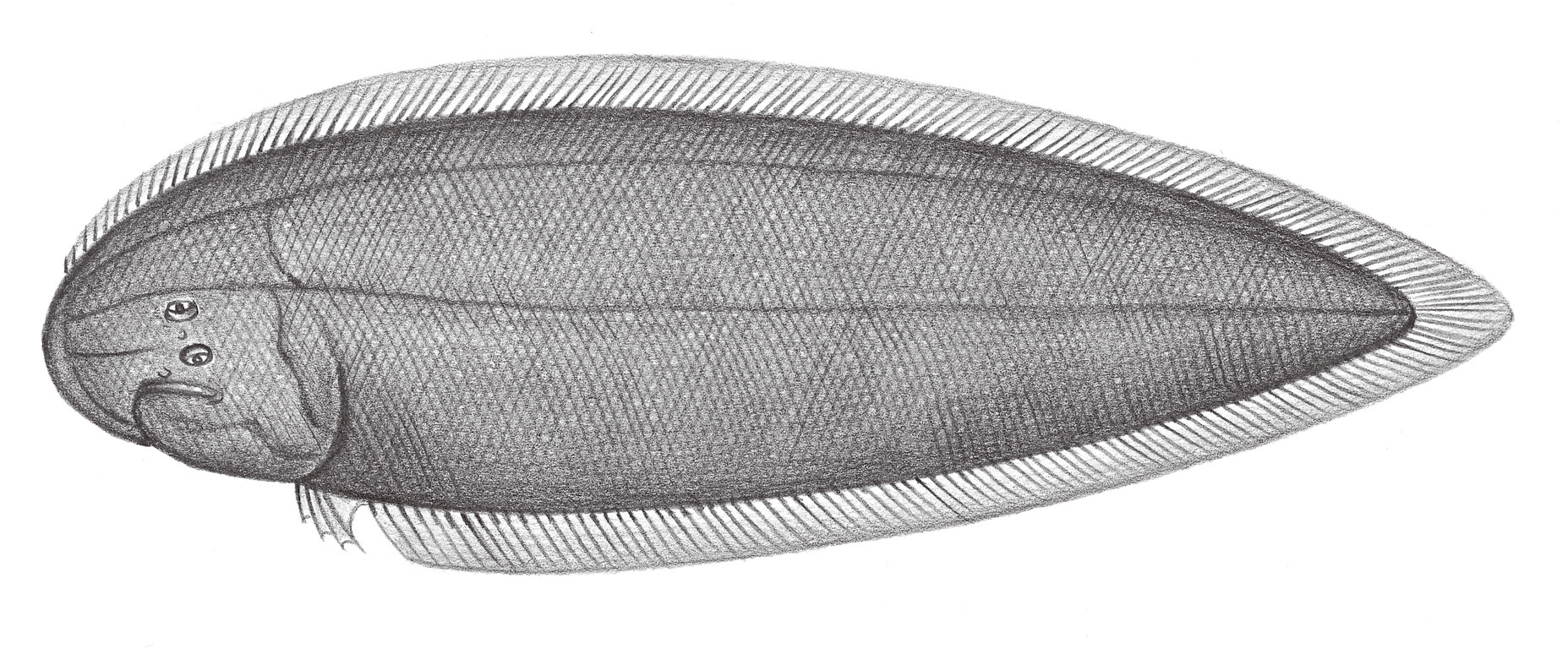 2455.	雙線舌鰨 Cynoglossus bilineatus (Lacépède, 1802)