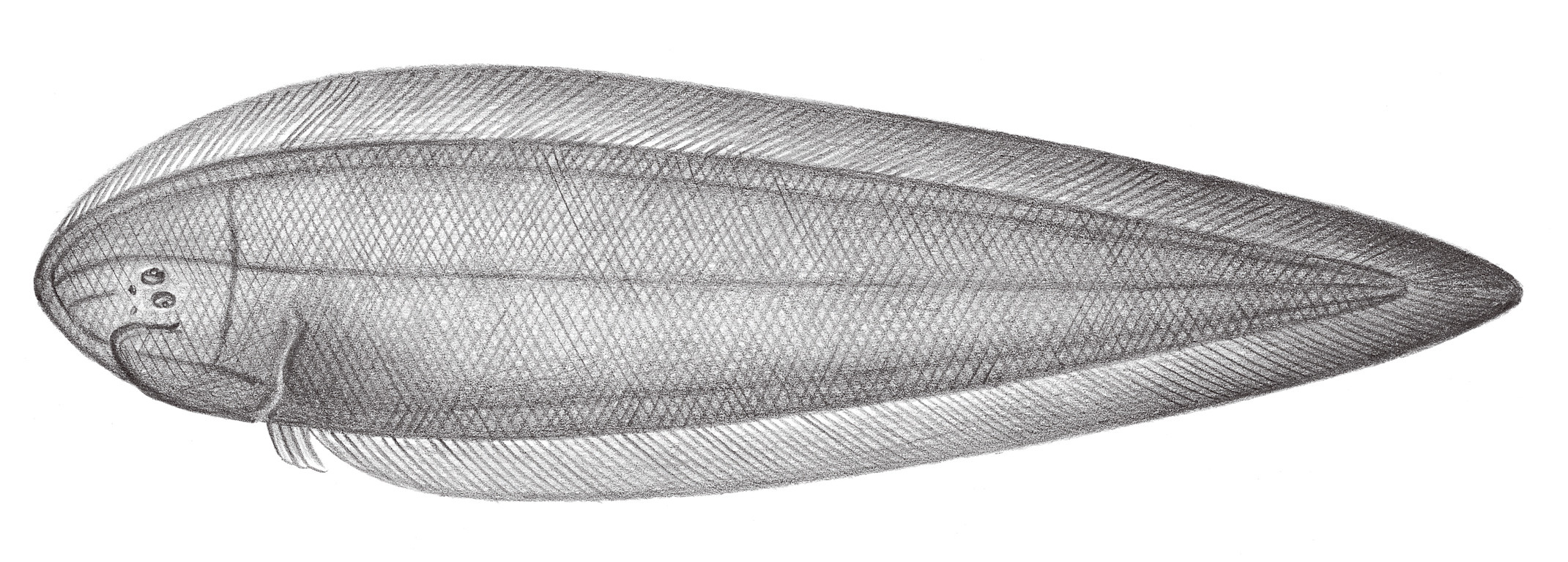 2456.	窄體舌鰨 Cynoglossus gracilis Günther, 1873