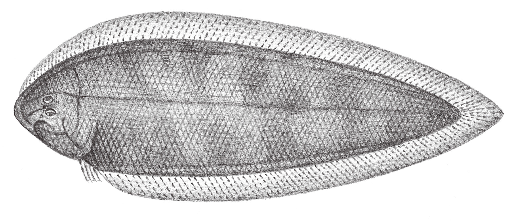 2457.	斷線舌鰨 Cynoglossus interruptus Günther, 1880