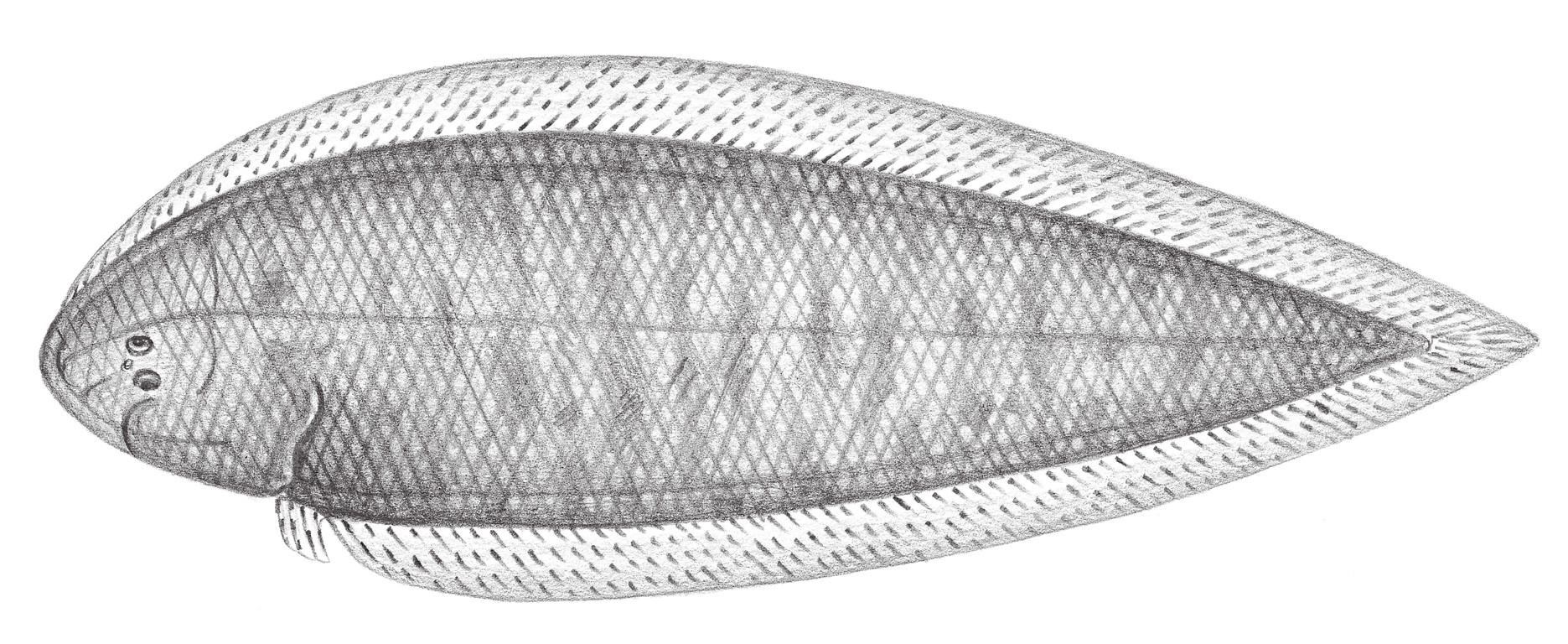 2458.	單孔舌鰨 Cynoglossus itinus (Snyder, 1909)