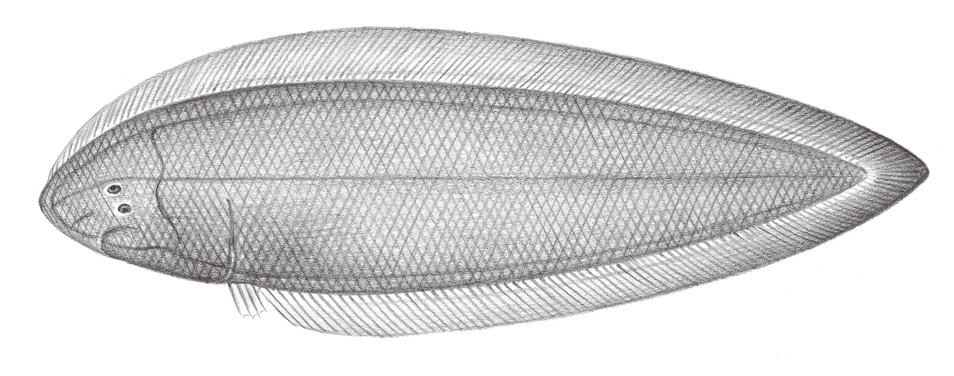 2459.	焦氏舌鰨 Cynoglossus joyneri Günther, 1873