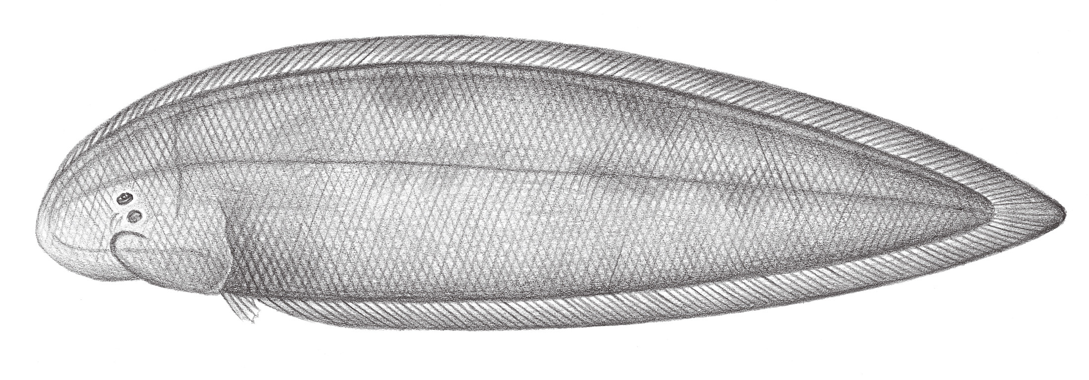 2461.	利達舌鰨 Cynoglossus lida (Bleeker, 1851)