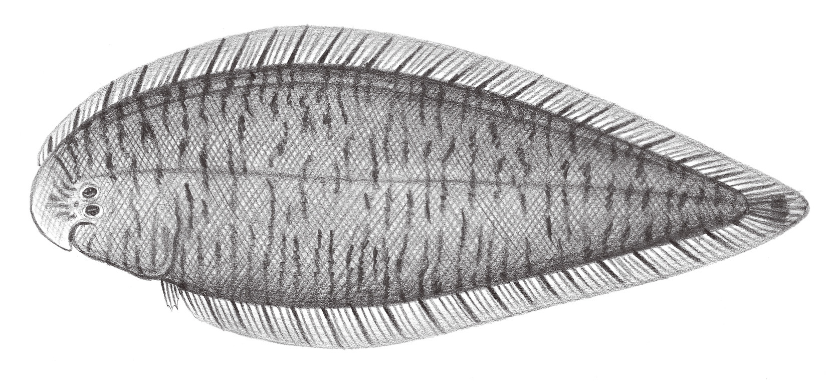 2462.	斑頭舌鰨 Cynoglossus puncticeps (Richardson, 1846)