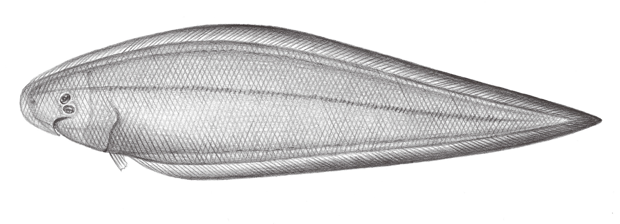 2464.	書顏舌鰨 Cynoglossus suyeni Fowler, 1934