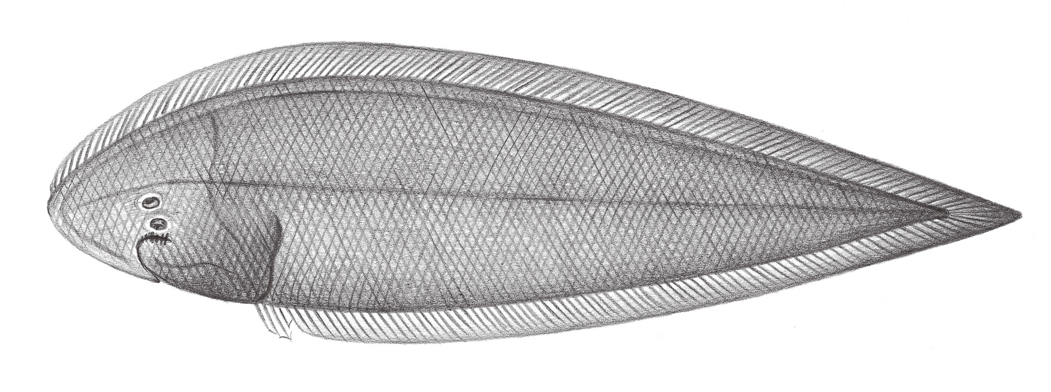2466.布氏鬚鰨 Paraplagusia blochi (Bleeker, 1851)
