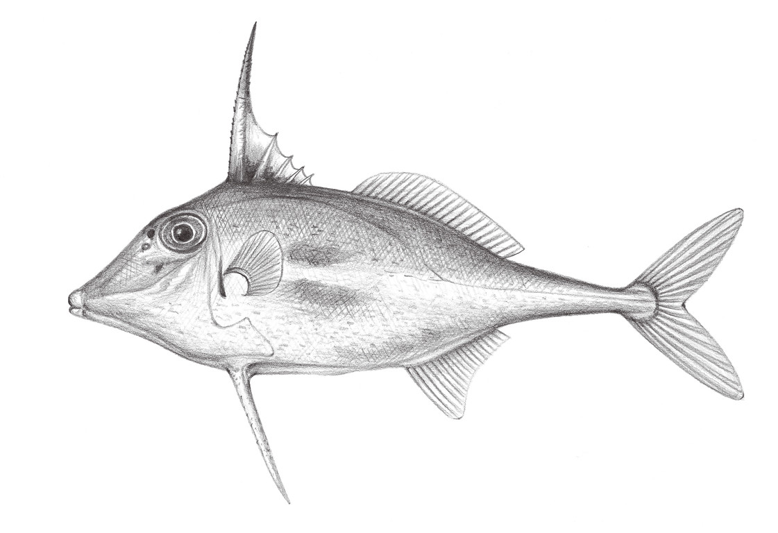 2474.	三足三刺魨Tripodichthys blochii (Bleeker, 1852)