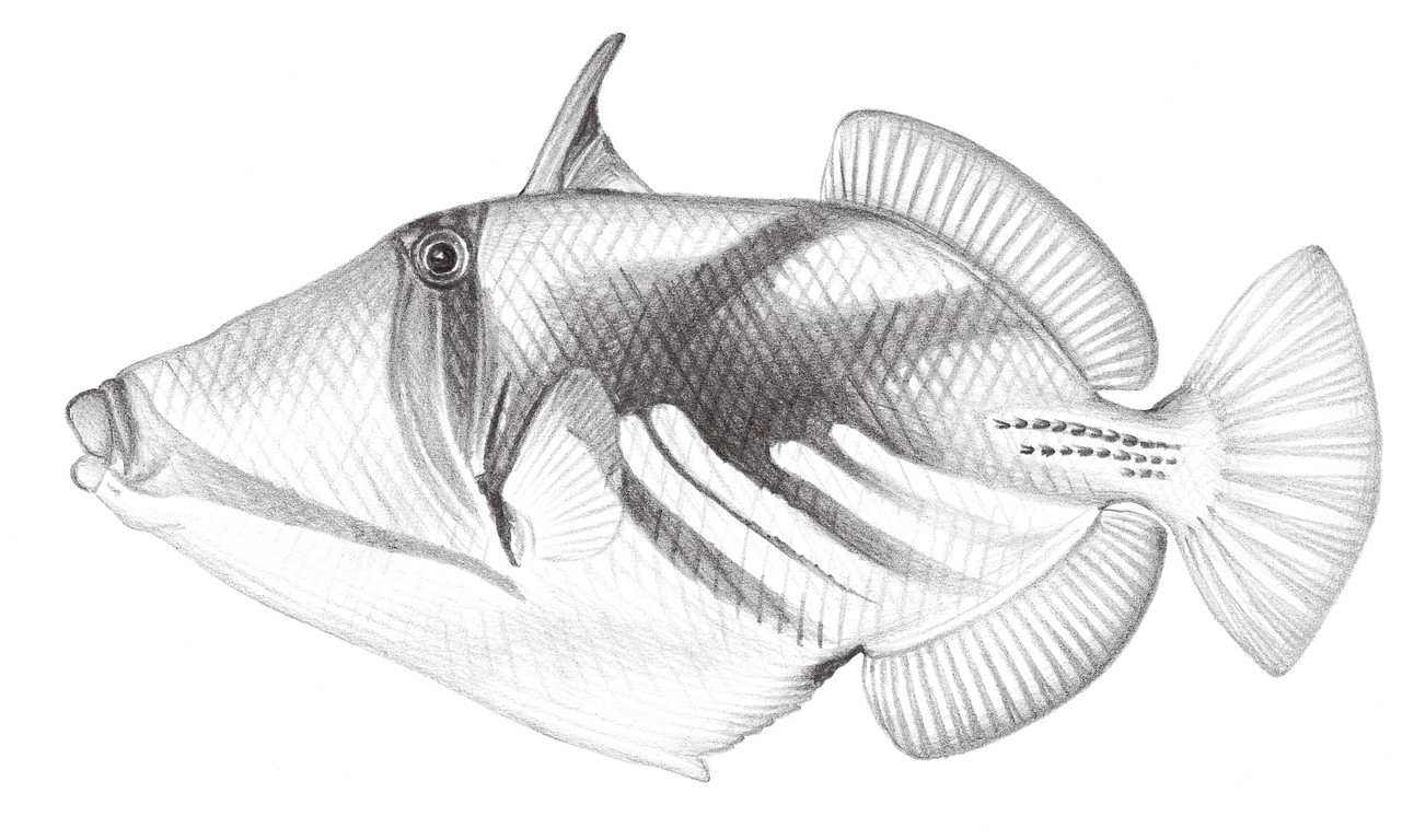2484.	尖吻棘魨 Rhinecanthus aculeatus (Linnaeus, 1758)