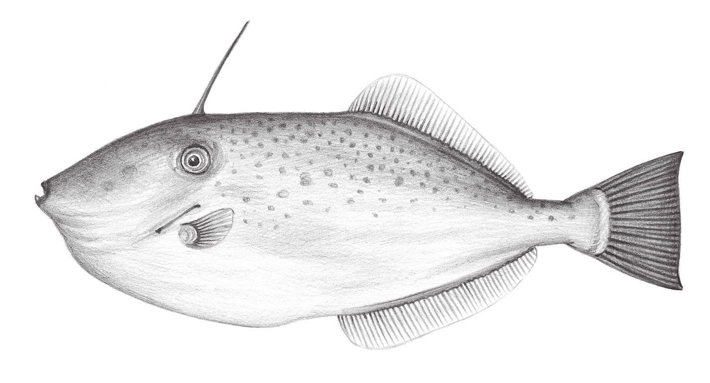 2492.	單角革單棘魨 Aluterus monoceros (Linnaeus, 1758)