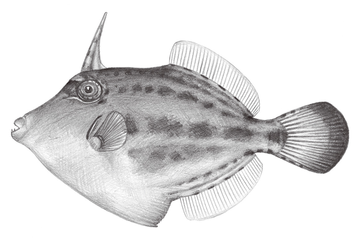 2496.	額斑刺鼻單棘魨 Cantherhines fronticinctus (Günther, 1866)
