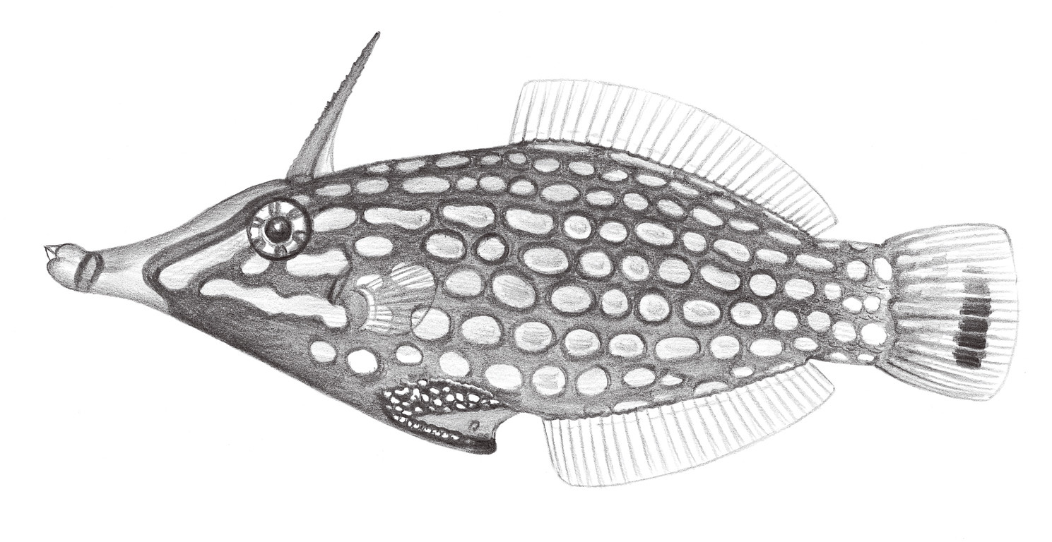 2500.	尖吻單棘魨 Oxymonacanthus longirostris (Bloch & Schneider, 1801)