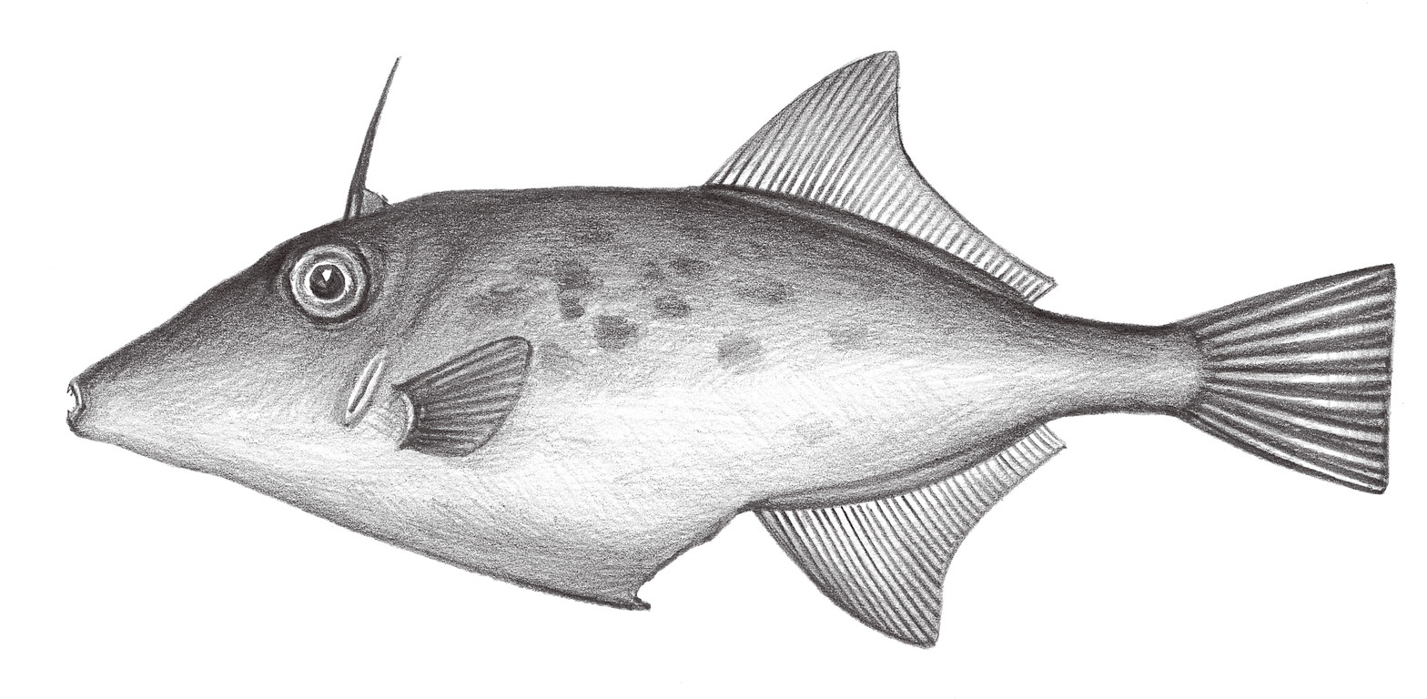 2510.	七帶短角單棘魨 Thamnaconus septentrionalis (Günther, 1874)