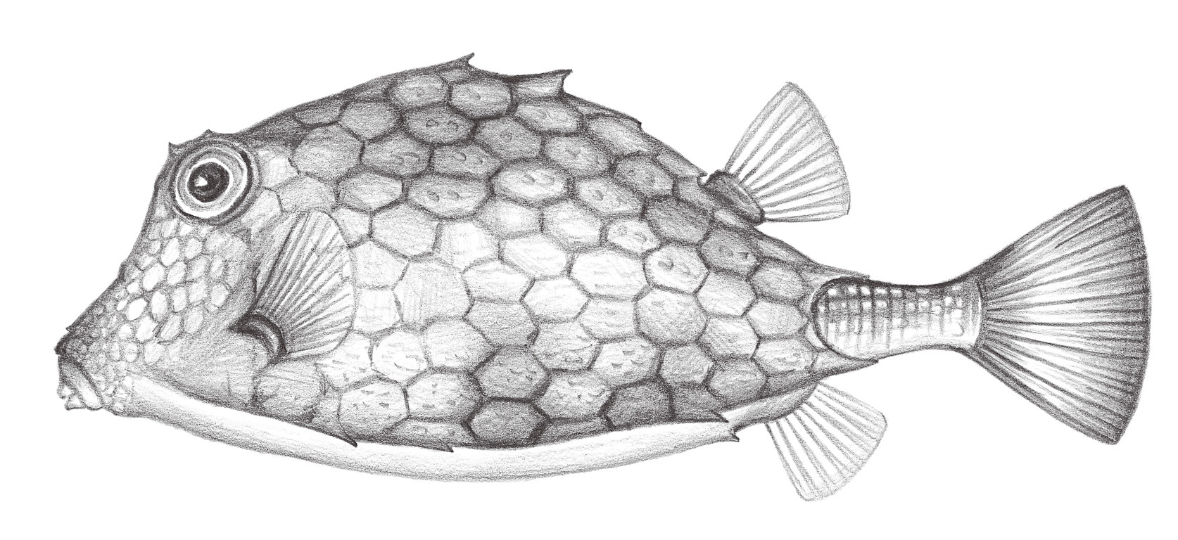 2520.	雙峰三稜箱魨 Tetrosomus concatenates (Bloch, 1785)