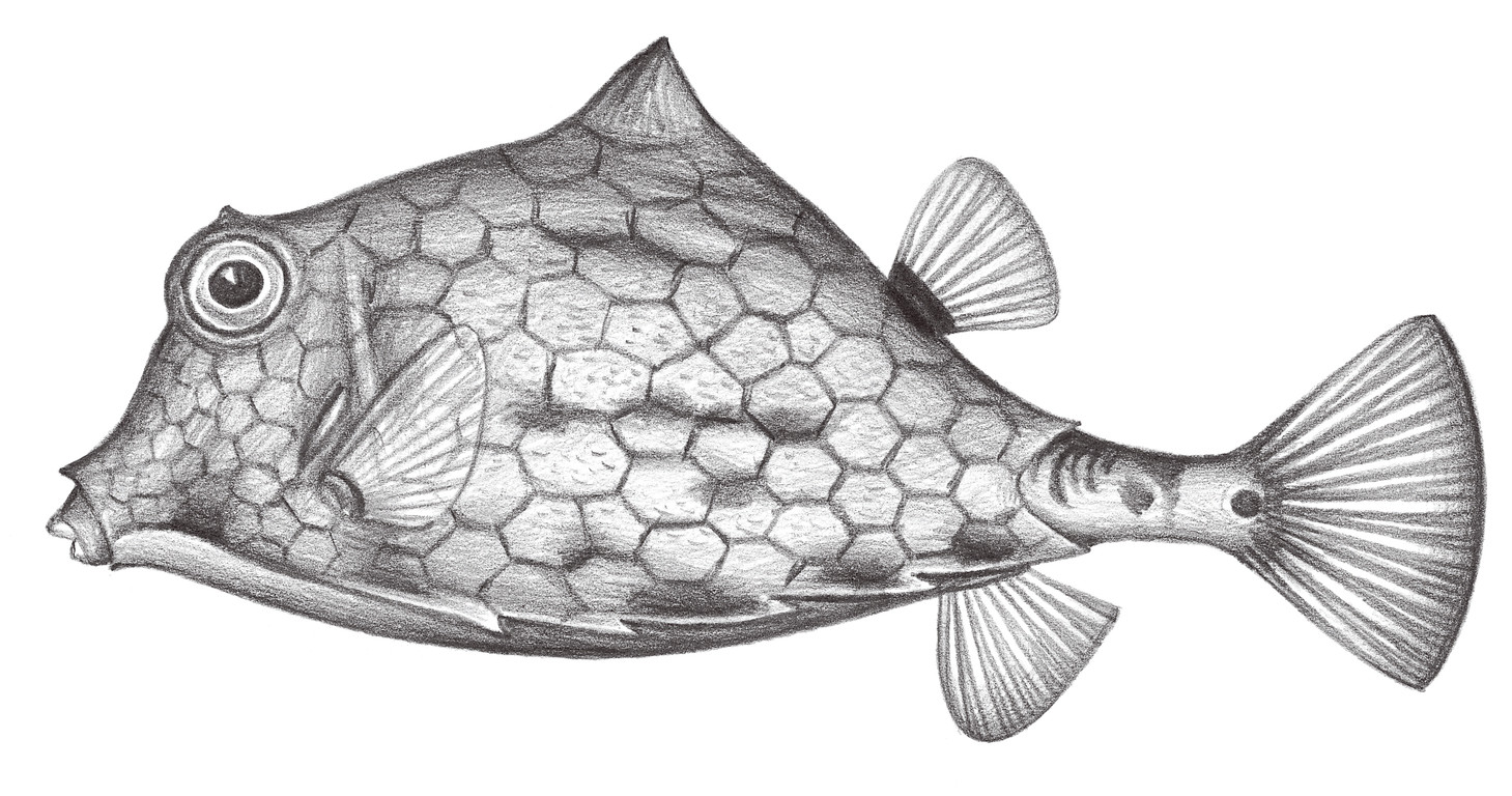 2521.	駝背三稜箱魨 Tetrosomus gibbosus (Linnaeus, 1758)
