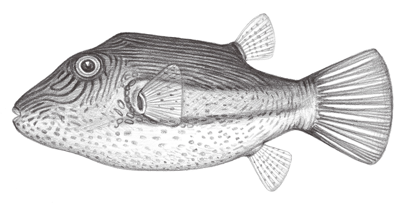 2528.	水紋尖鼻魨 Canthigaster rivulata (Temminck & Schlegel, 1850)