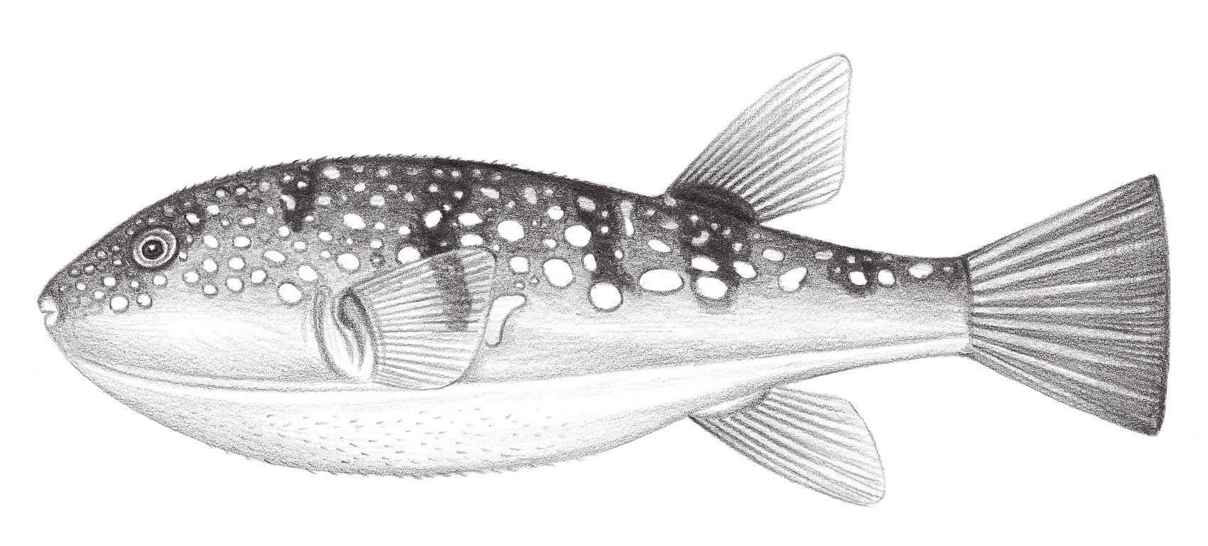 2546.	鉛點多紀魨 Takifugu alboplumbeus (Richardson, 1845)