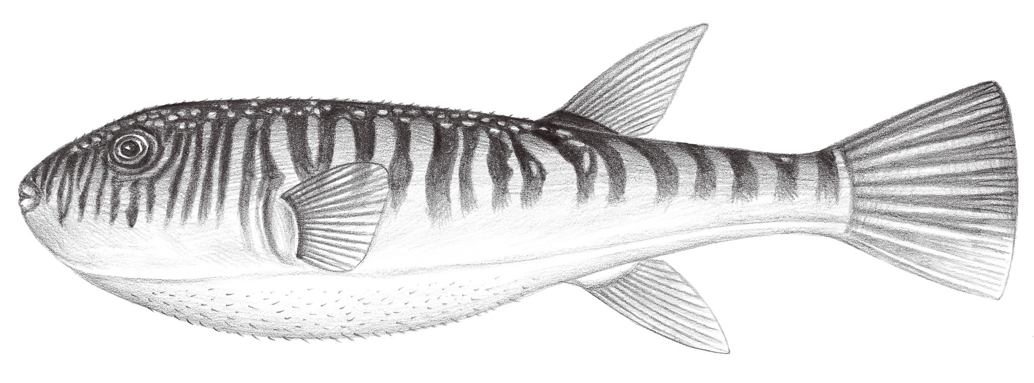 2549.	橫紋多紀魨 Takifugu oblongus (Bloch, 1786)