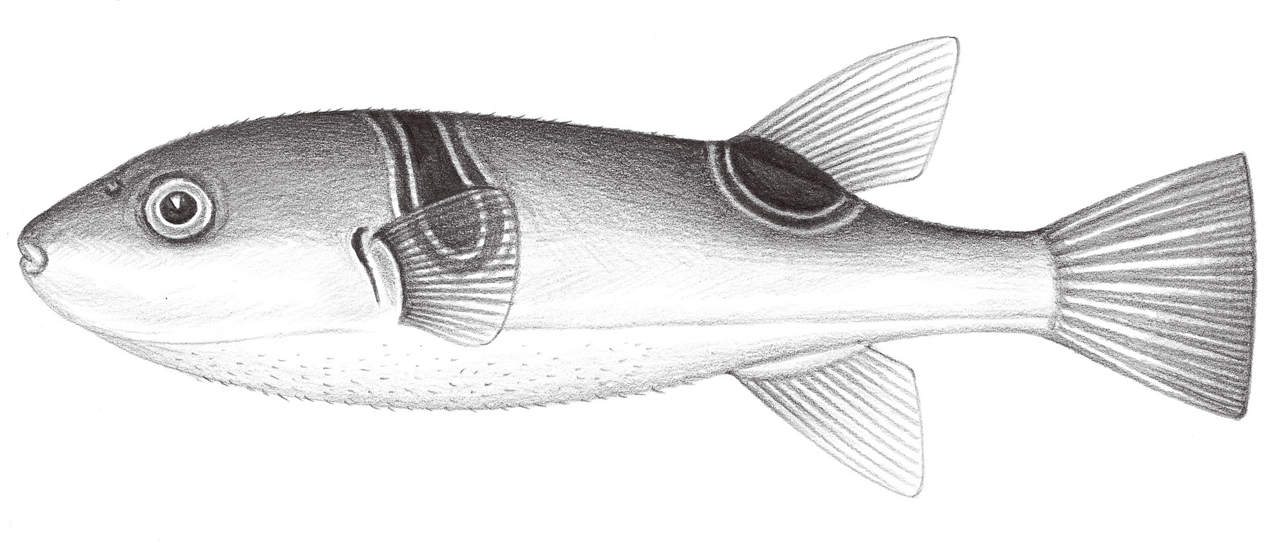 2550.	眼斑多紀魨 Takifugu ocellatus (Linnaeus, 1758)