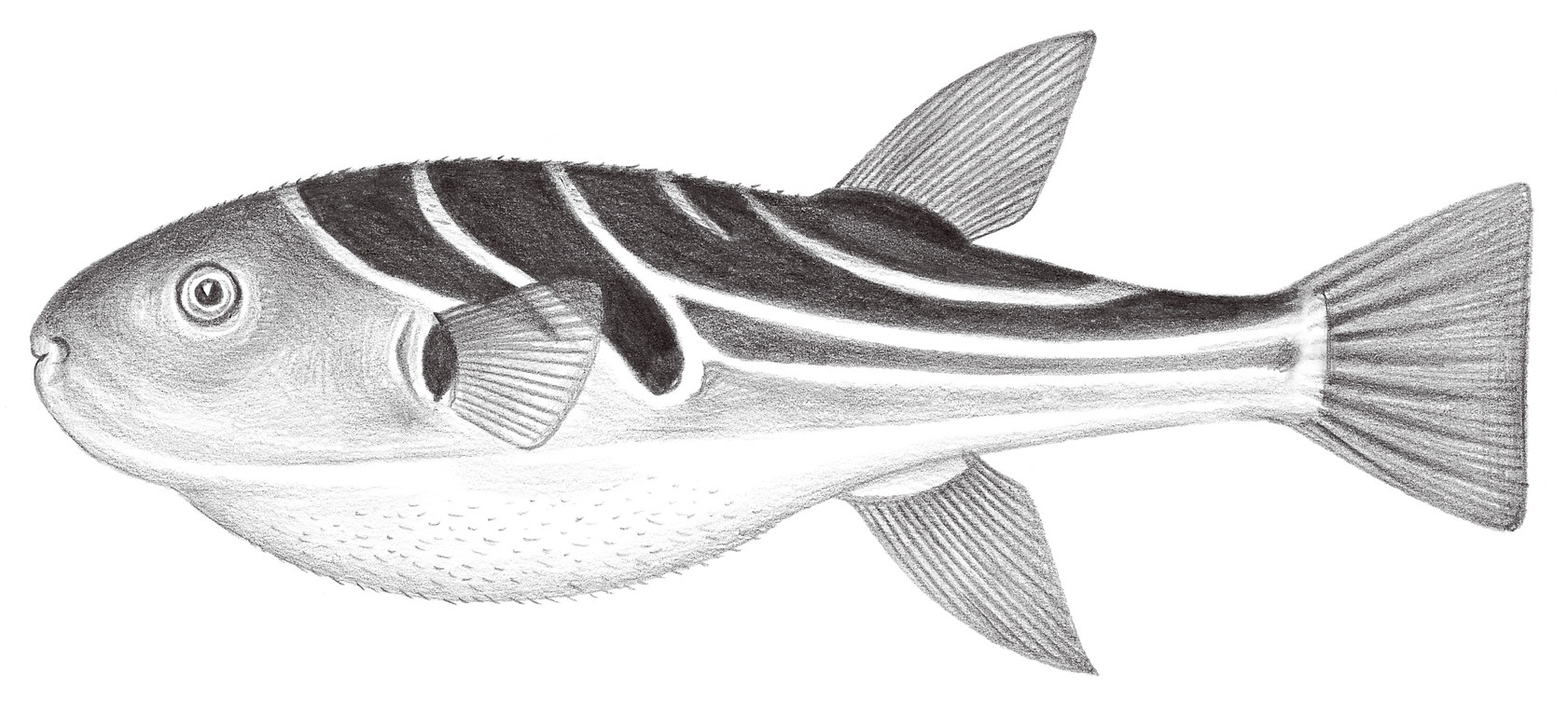 2554.	黃鰭多紀魨 Takifugu xanthopterus (Temminck & Schlegel, 1850)