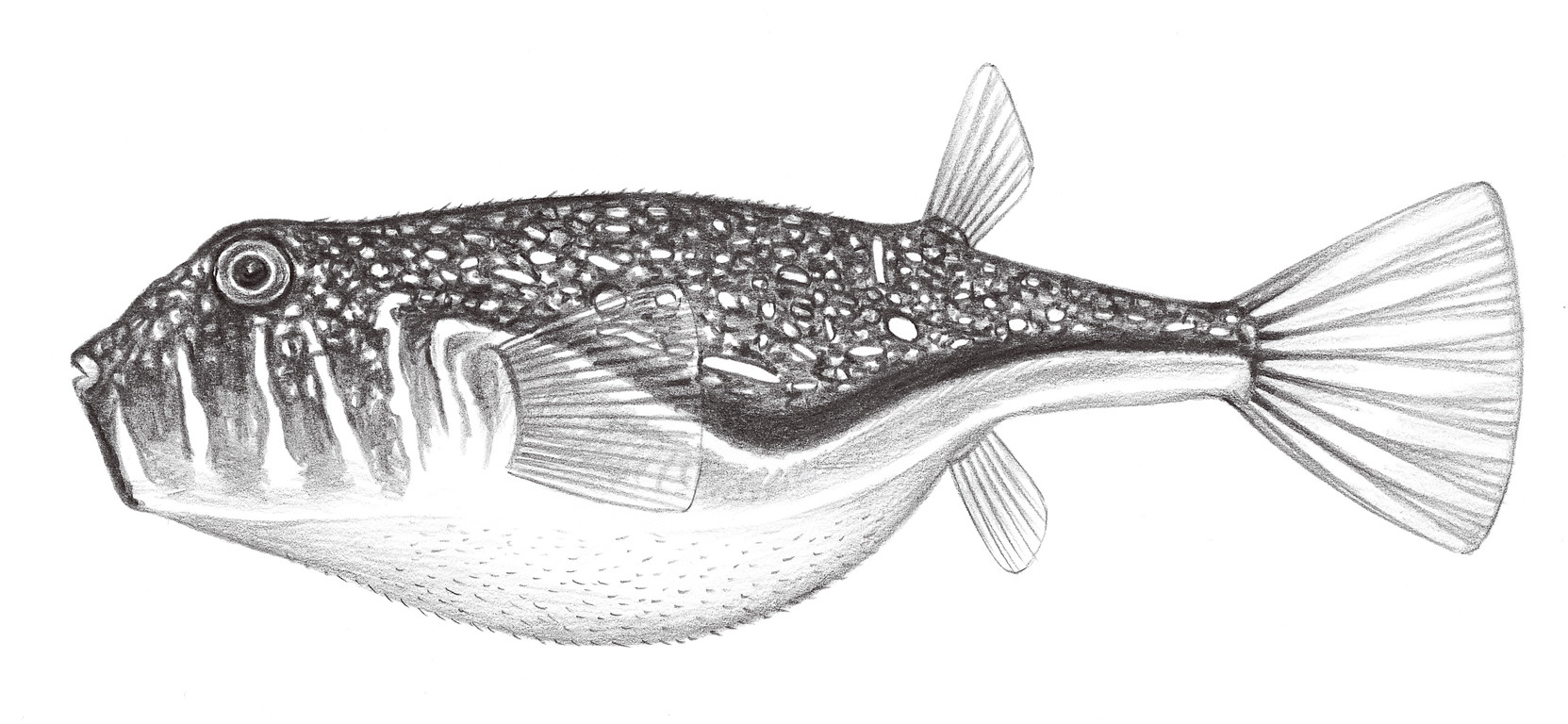 2555.	頭紋窄額魨 Torquigener hypselogenion (Bleeker, 1852)