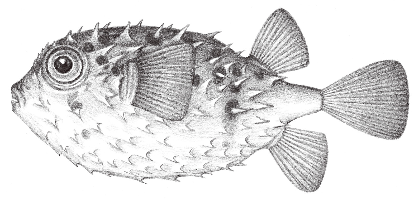 2558.	眶棘圓刺魨 Cyclichthys orbicularis (Bloch, 1785)