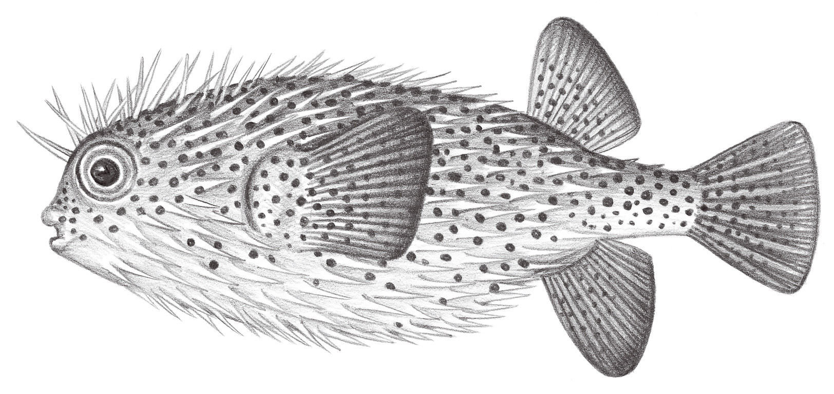 2561.	密斑二齒魨 Diodon hystrix Linnaeus, 1758