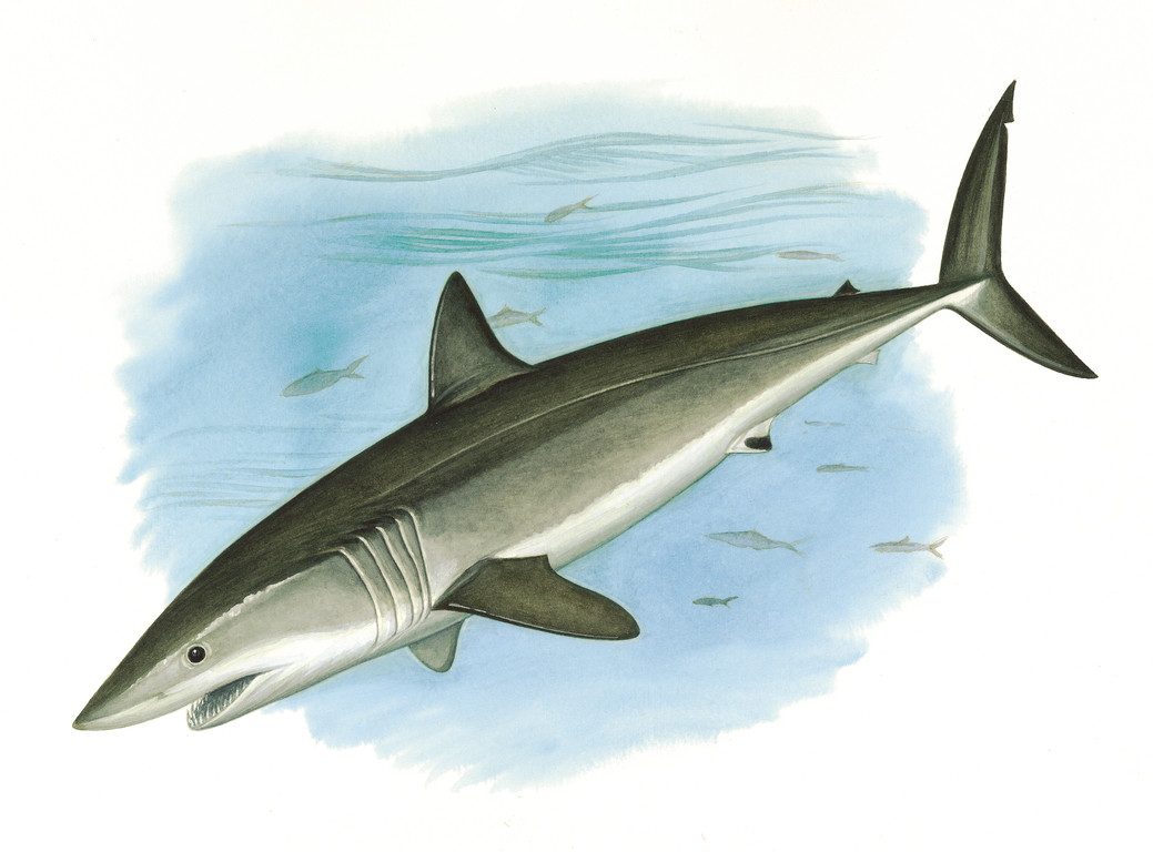 尖吻鯖鯊 Isurus oxyrinchus