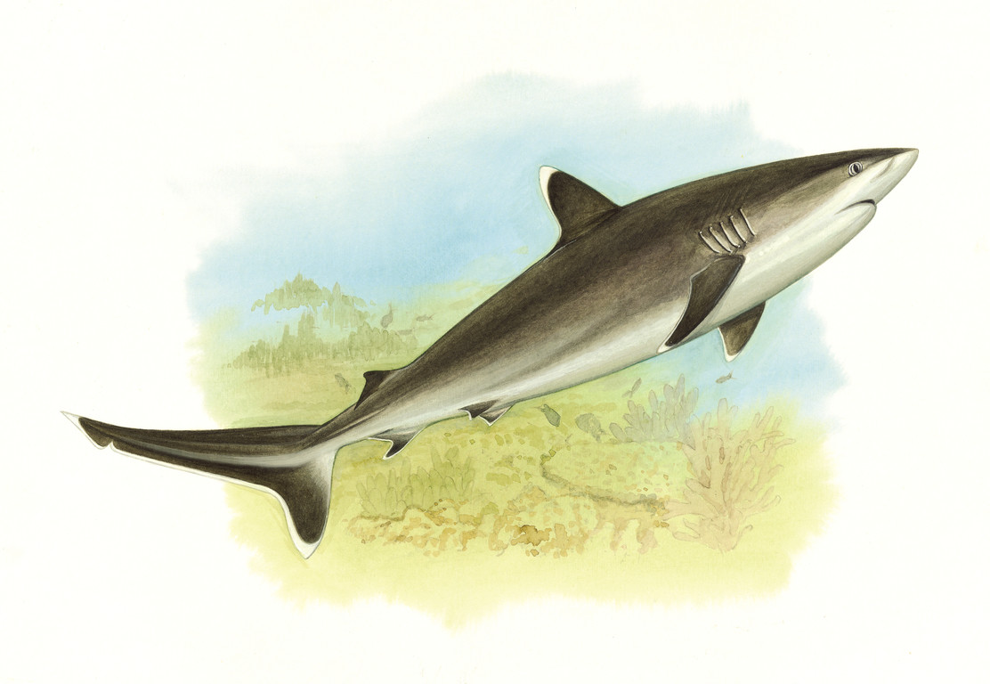 白邊鰭真鯊 Carcharhinus albimarginatus