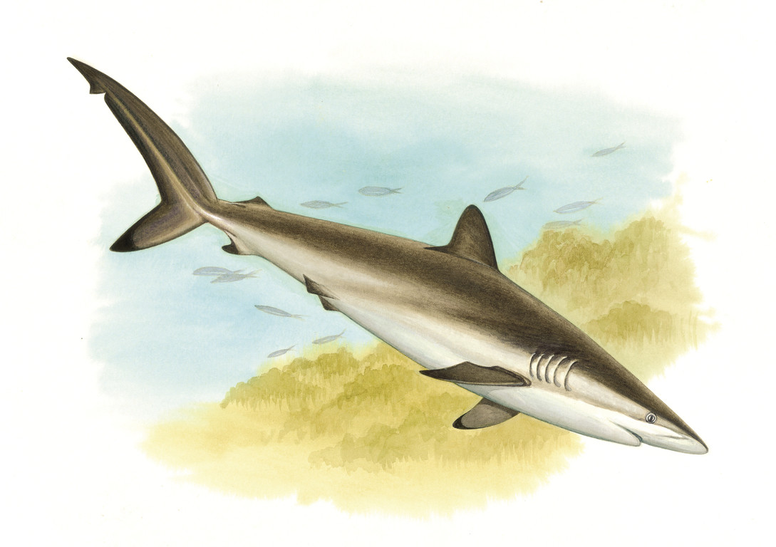 鐮狀真鯊 Carcharhinus falciformis