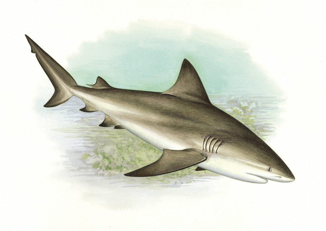 低鰭真鯊 Carcharhinus leucas