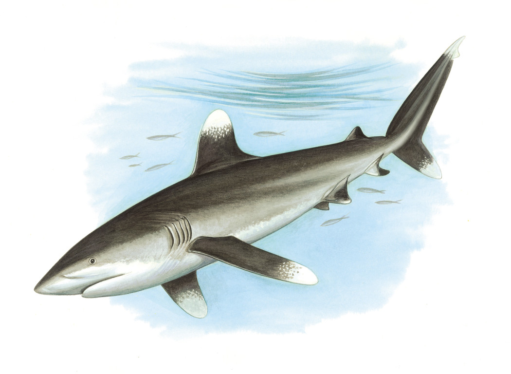 長鰭真鯊 Carcharhinus longimanus