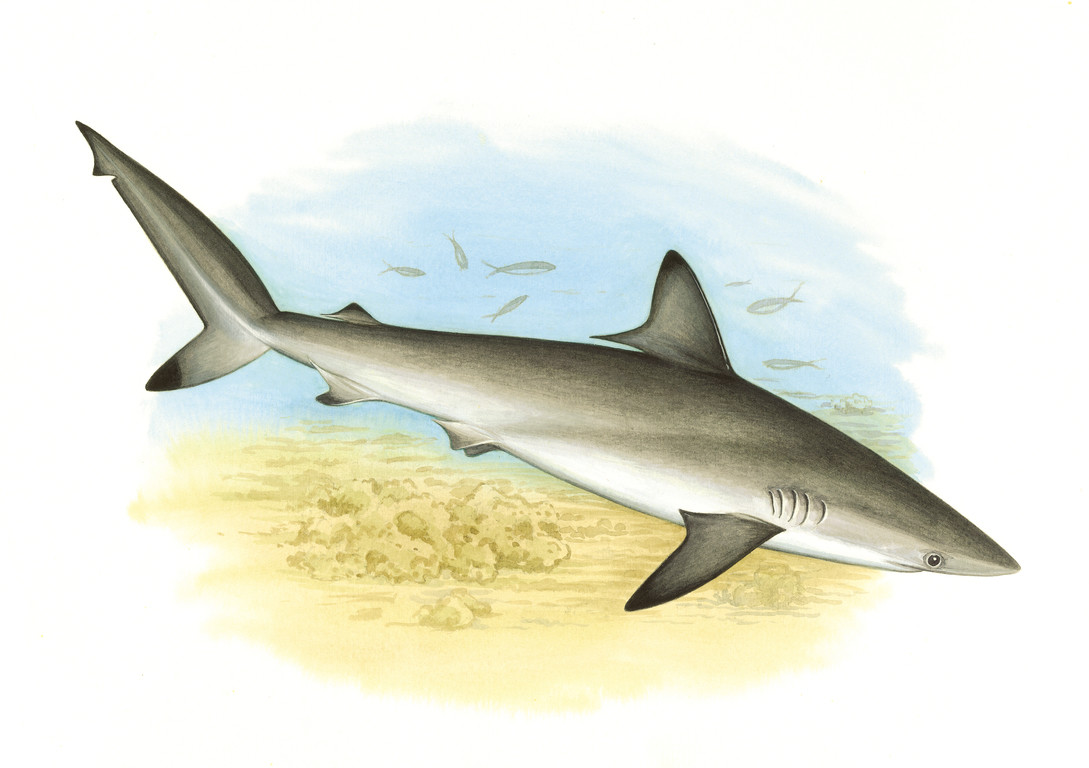 沙拉真鯊(白眼鯊) Carcharhinus sorrah